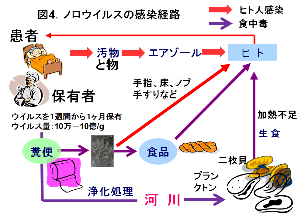 図4. ノロウイルスの感染経路