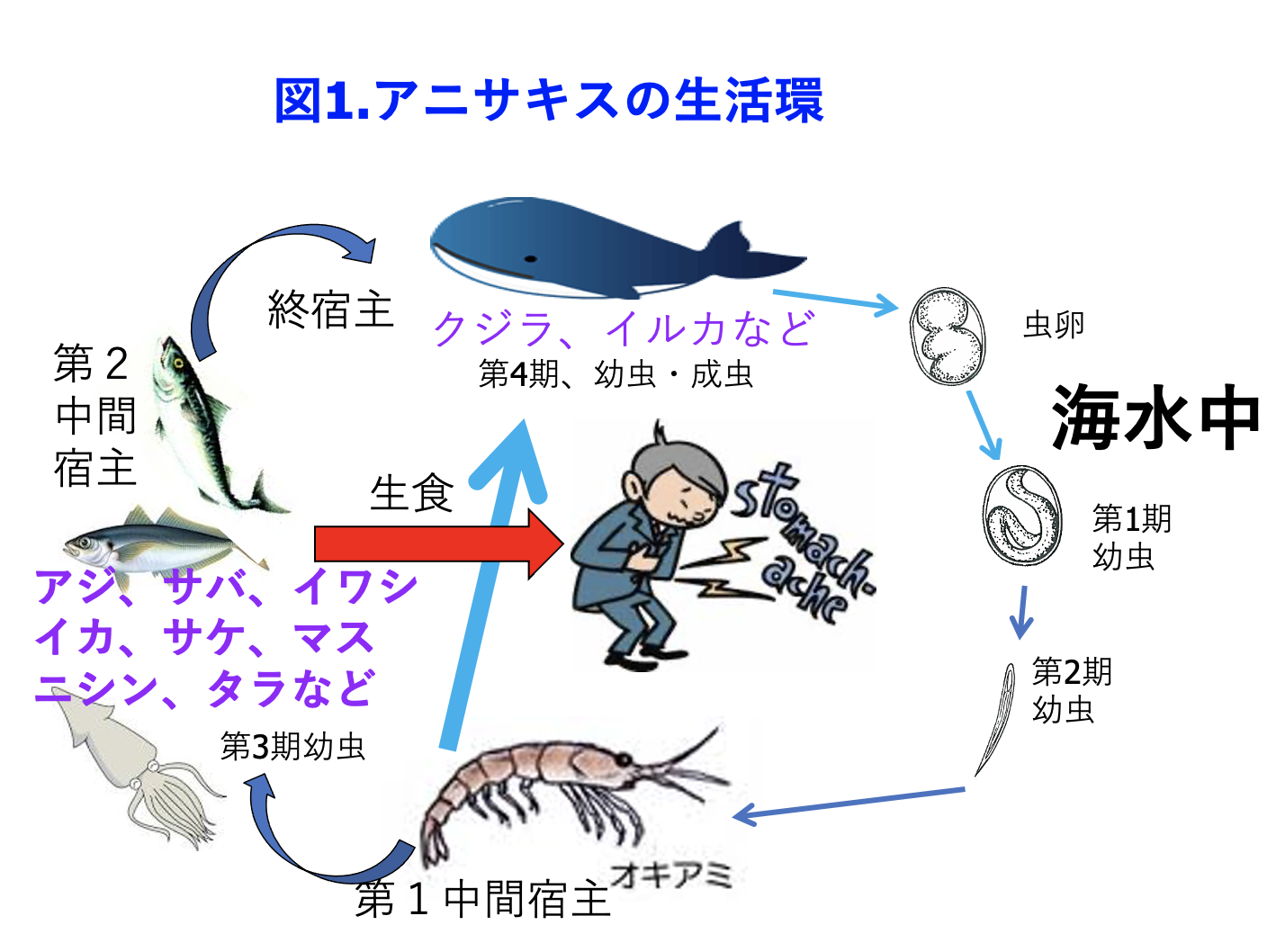 アニサキスの幼虫は食べられますか? | アニサキス第二期幼虫 – WVXATE