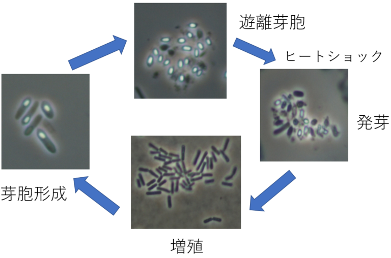 ウエルシュ菌食中毒物語 3. ウエルシュ菌食中毒の発生の仕方と予防対策 - 一般財団法人 東京顕微鏡院